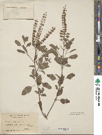 Ocimum tenuiflorum image