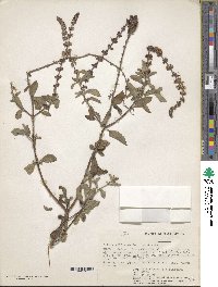 Ocimum kilimandscharicum image