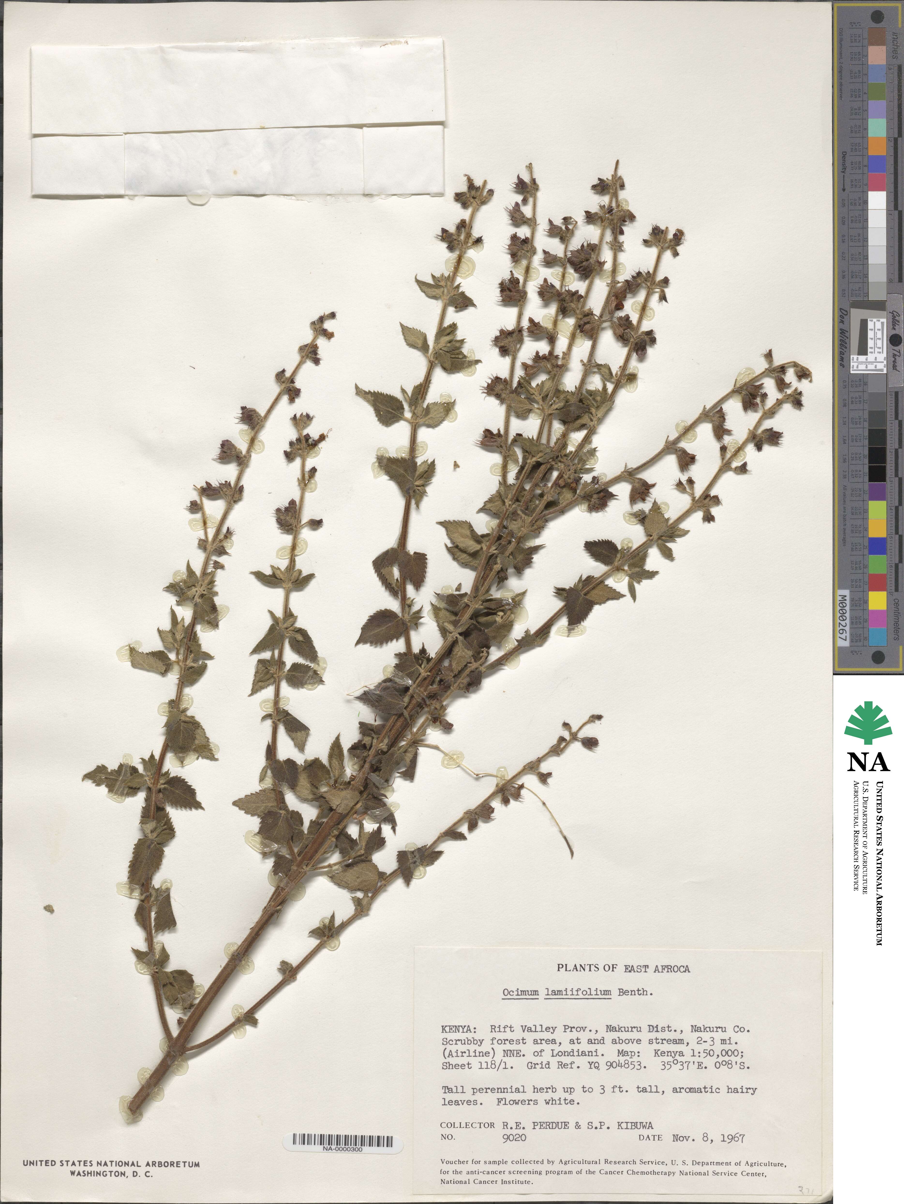 Ocimum lamiifolium image