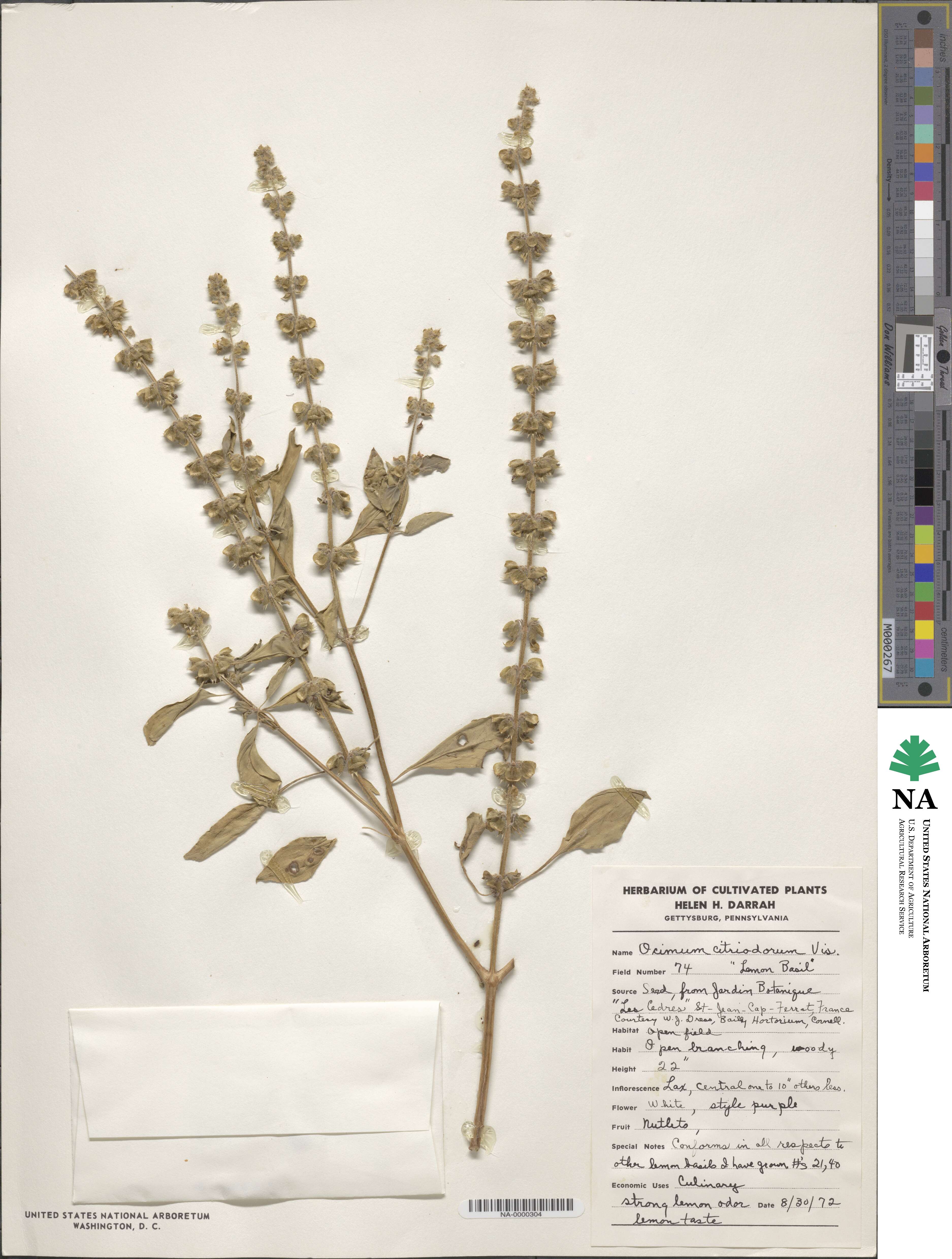 Ocimum citriodorum image