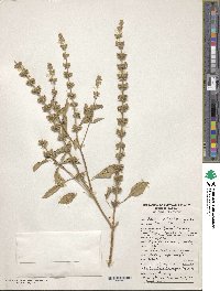 Image of Ocimum citriodorum