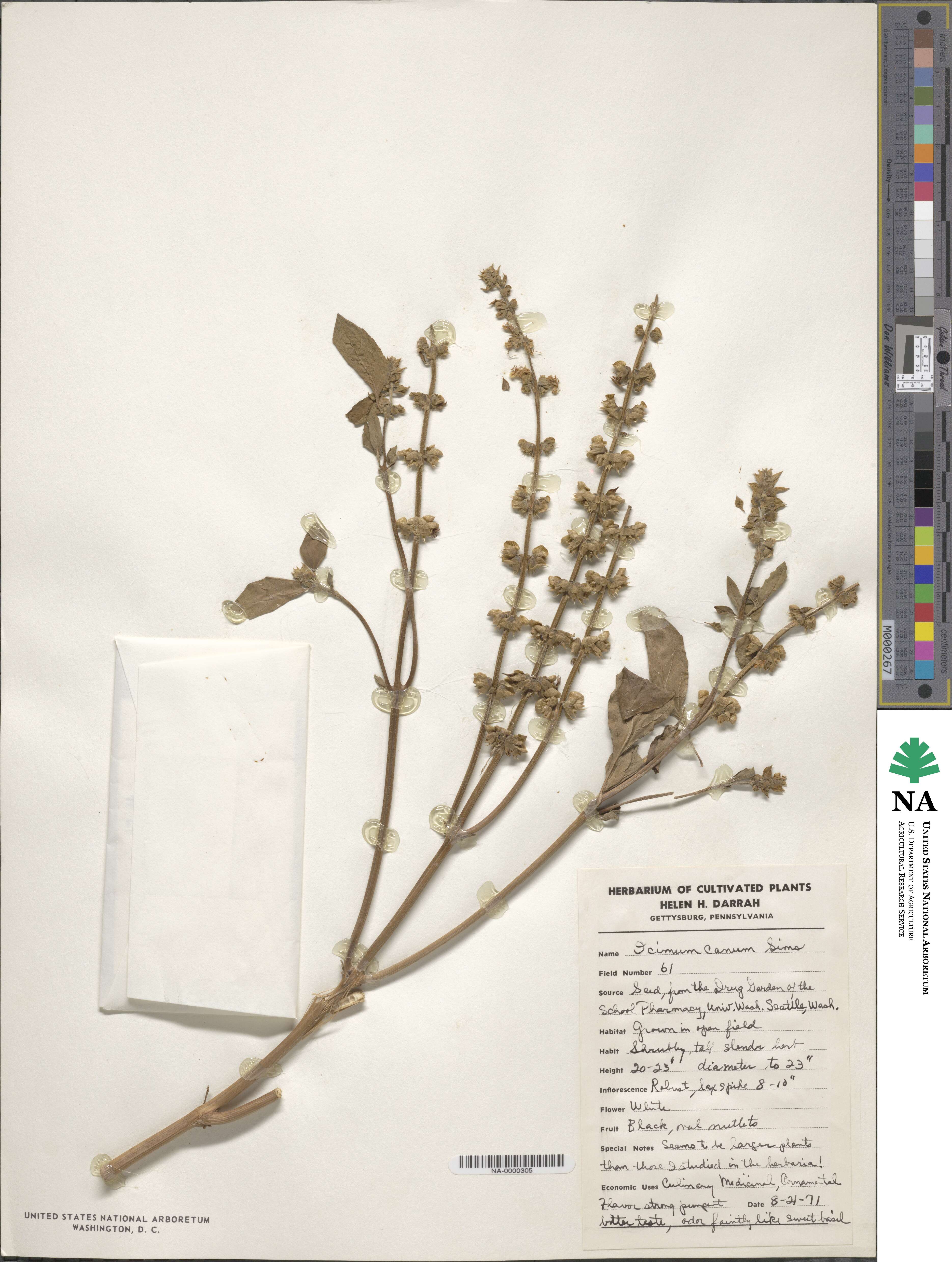 Ocimum americanum image