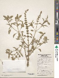 Ocimum americanum image