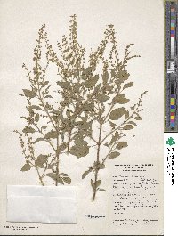 Ocimum tenuiflorum image