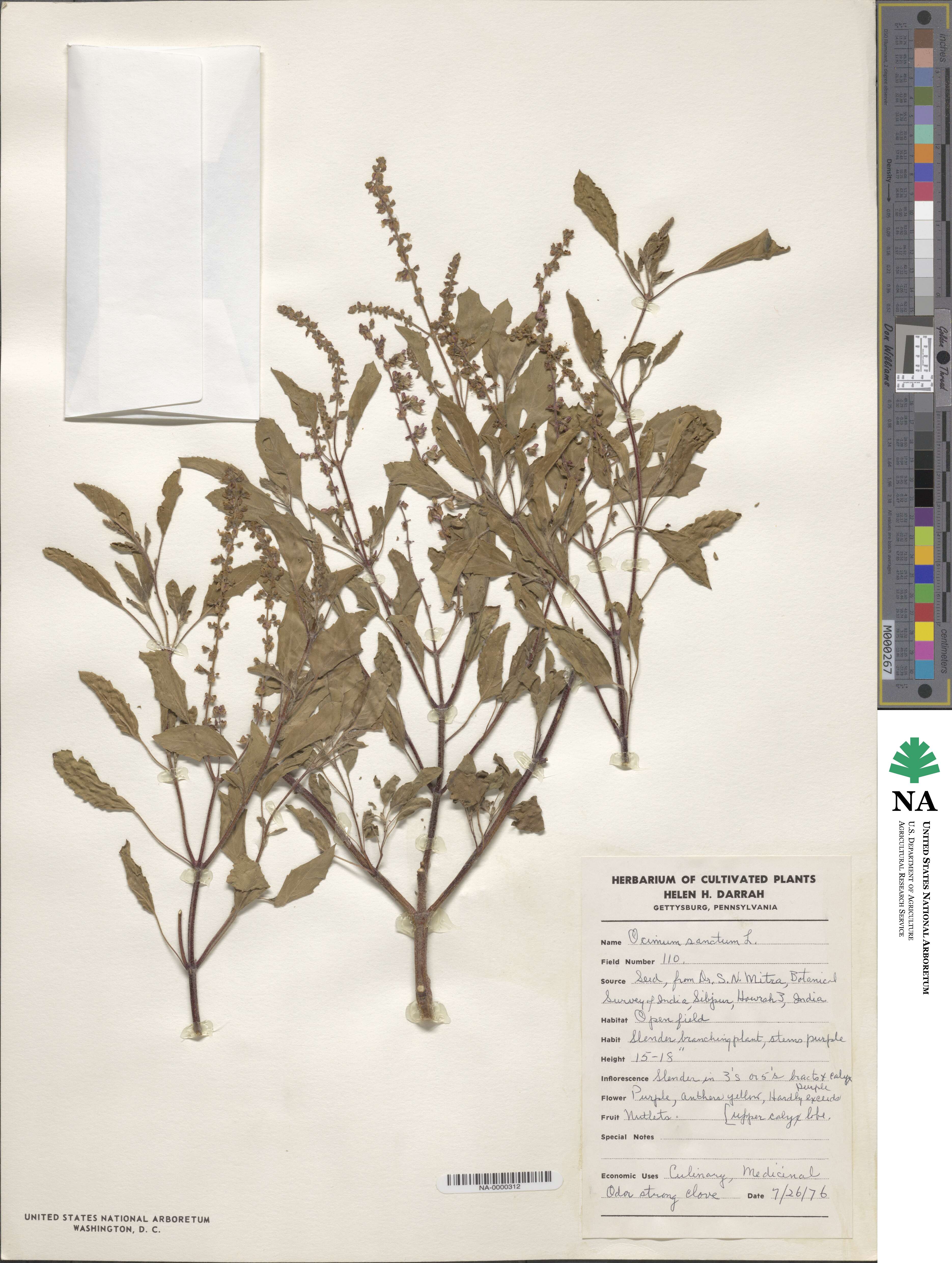 Ocimum tenuiflorum image