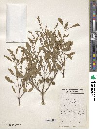 Ocimum tenuiflorum image