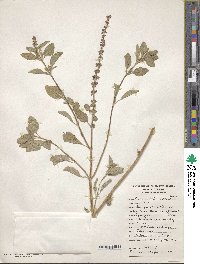 Ocimum kilimandscharicum image