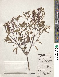 Ocimum tenuiflorum image