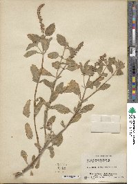 Ocimum kilimandscharicum image