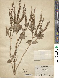 Ocimum gratissimum image