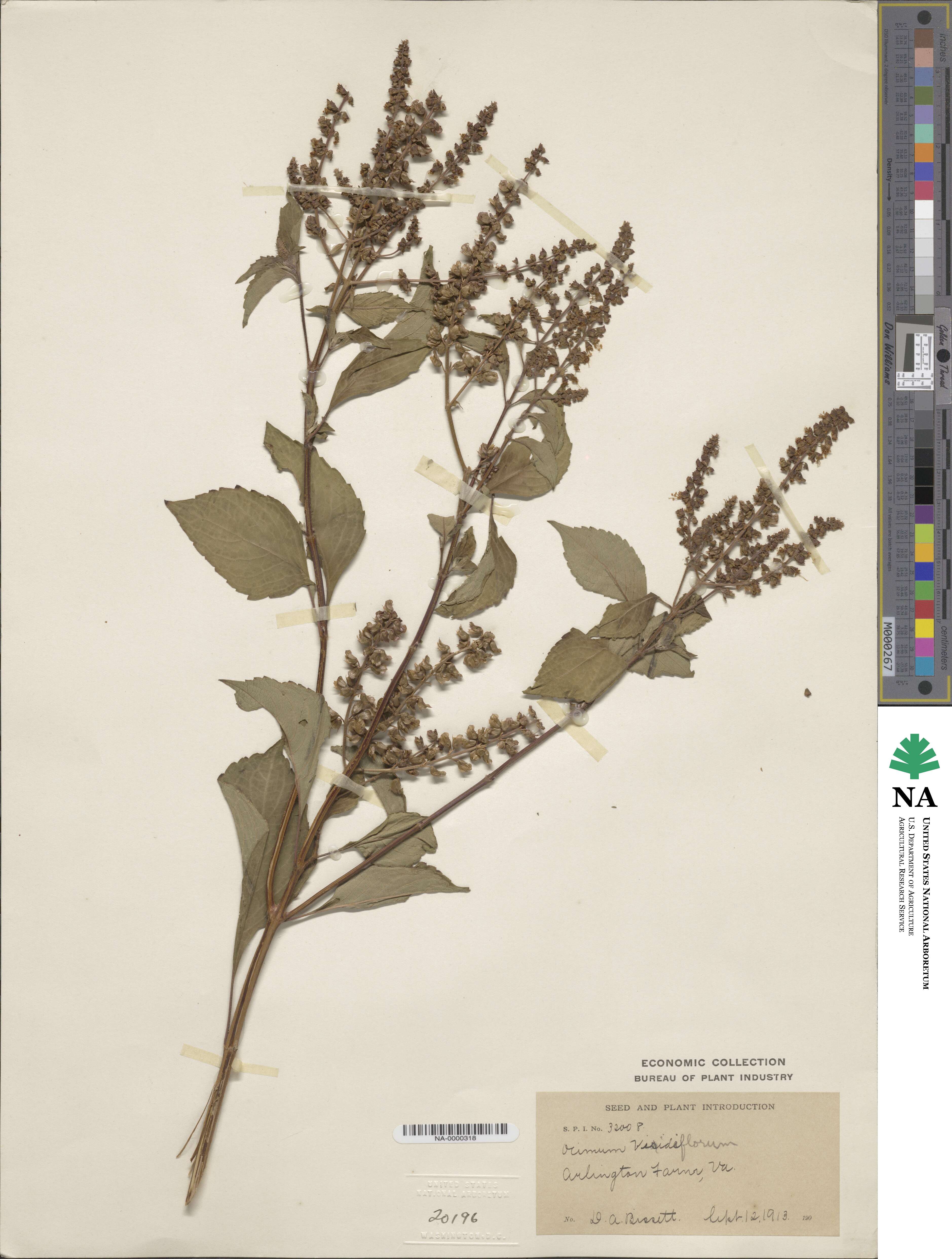 Ocimum gratissimum subsp. gratissimum image