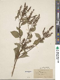 Ocimum gratissimum image