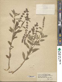 Ocimum kilimandscharicum image