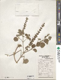 Ocimum gratissimum image