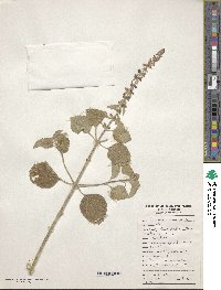 Ocimum gratissimum image