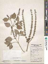 Ocimum tenuiflorum image