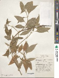 Ocimum gratissimum image