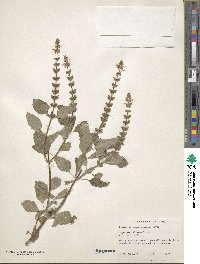 Ocimum kilimandscharicum image