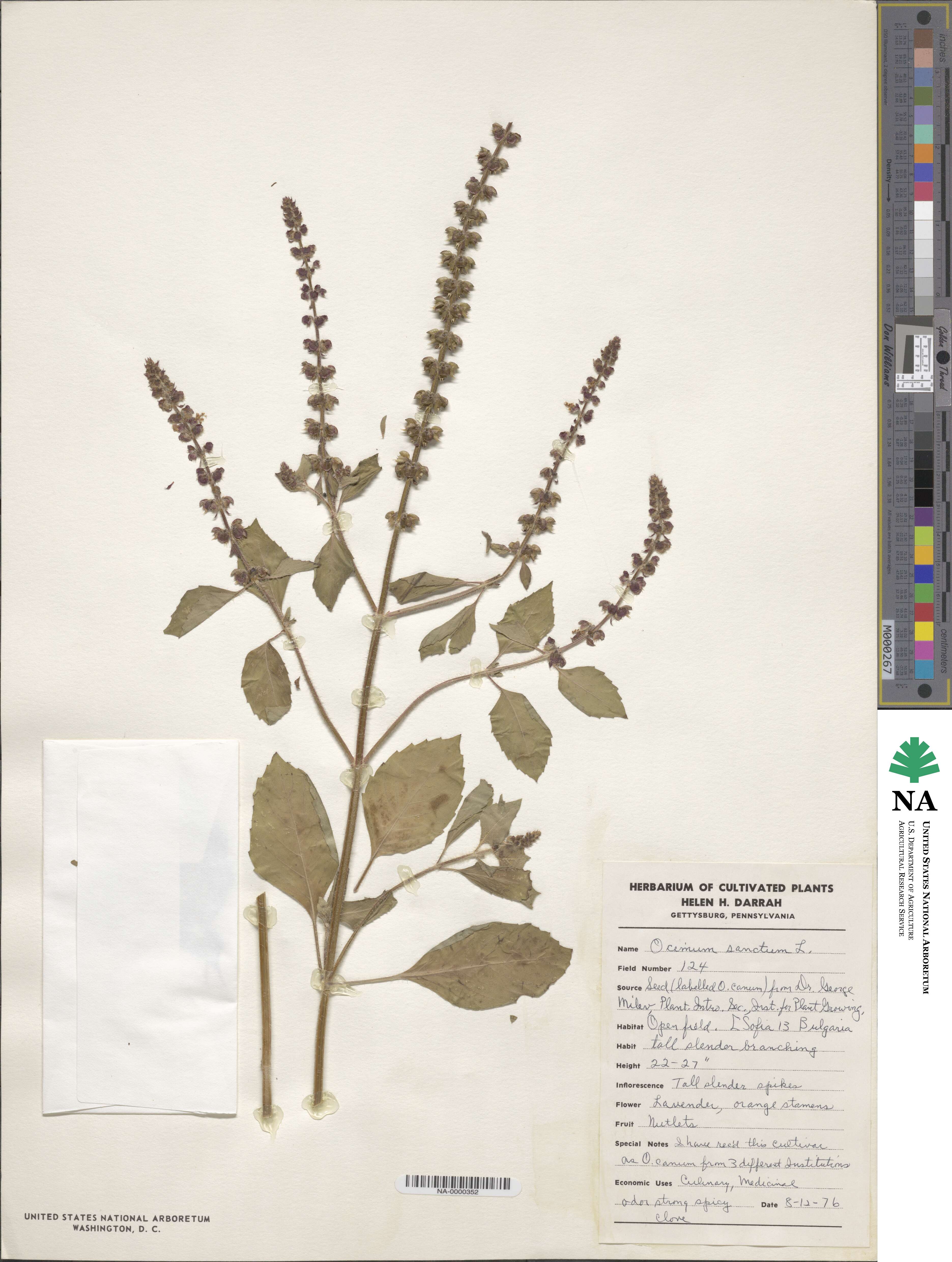 Ocimum tenuiflorum image