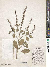 Ocimum tenuiflorum image