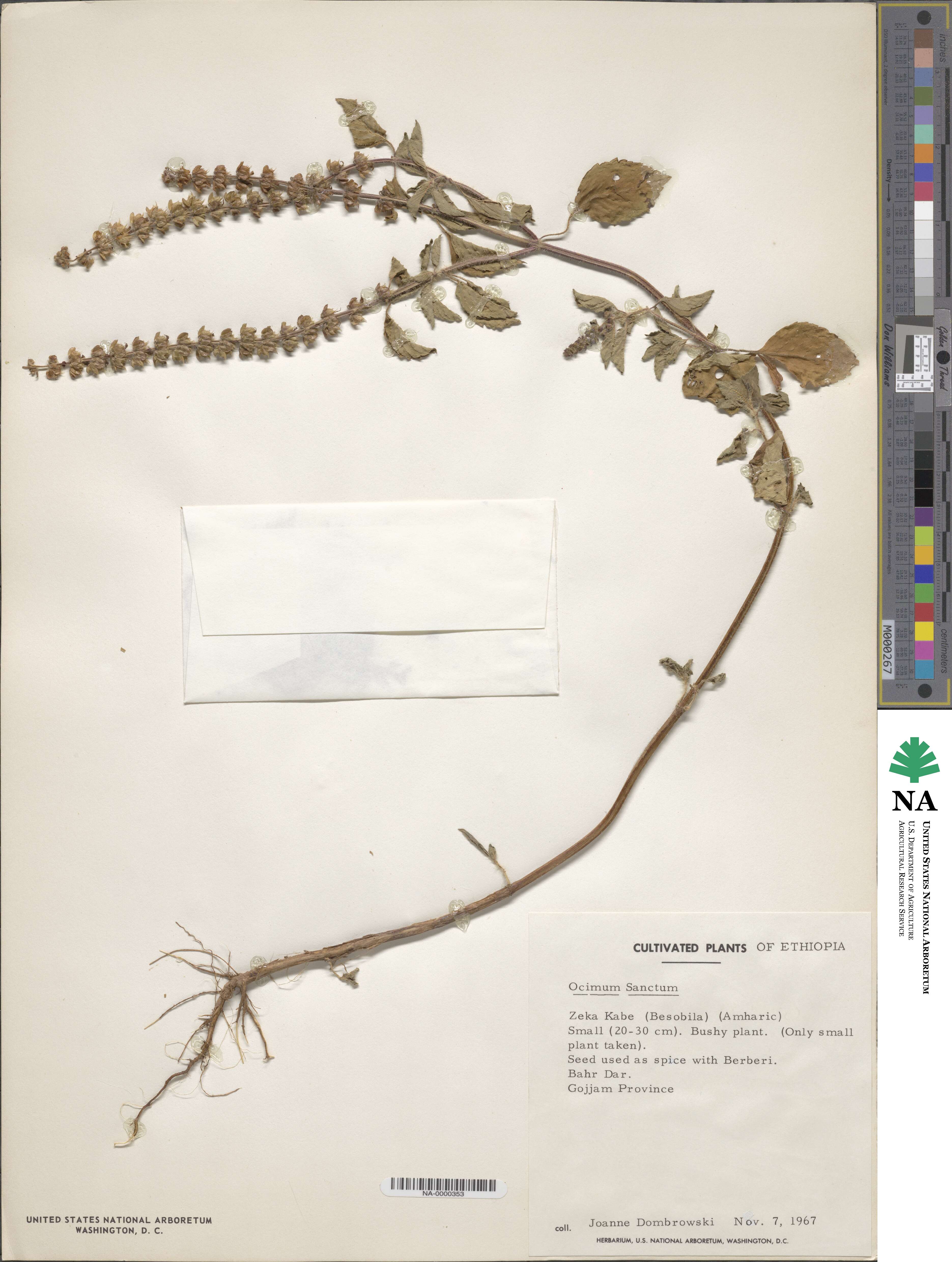 Ocimum tenuiflorum image