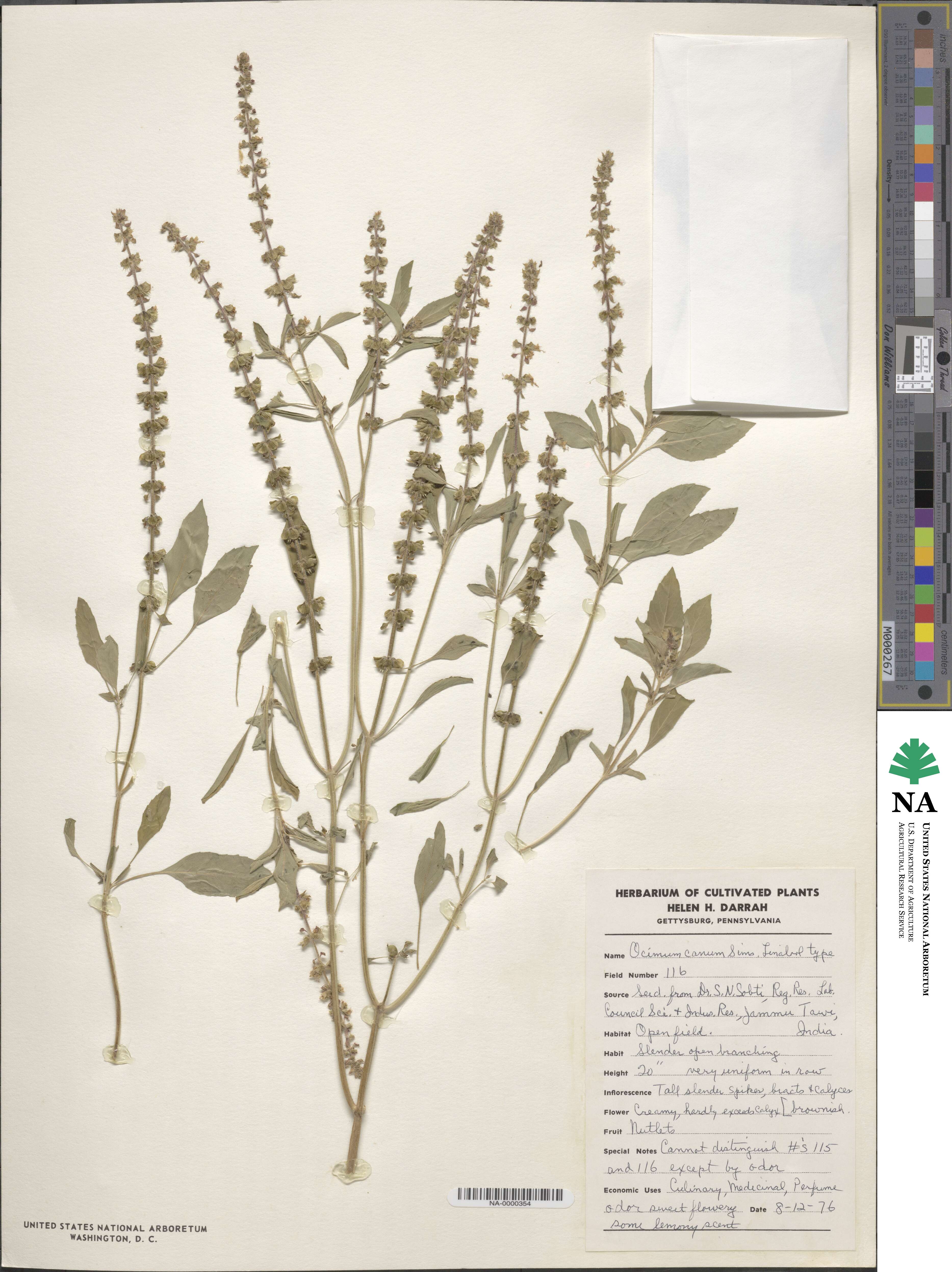 Ocimum americanum image