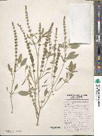 Ocimum americanum image