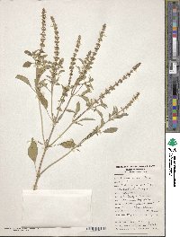 Ocimum americanum image