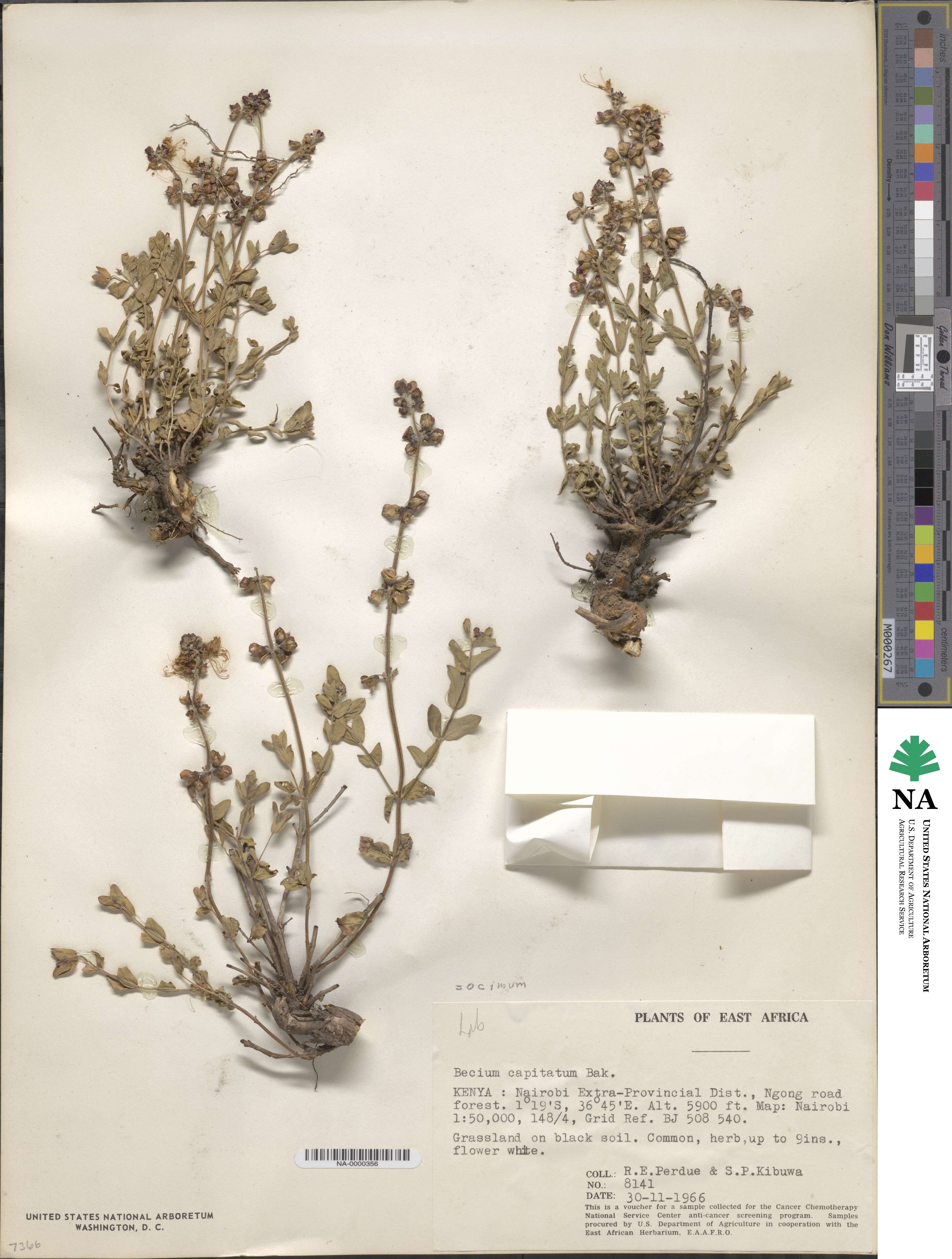 Ocimum decumbens image