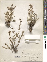 Image of Ocimum decumbens