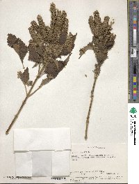 Ocimum gratissimum subsp. gratissimum image