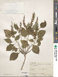 Ocimum gratissimum image