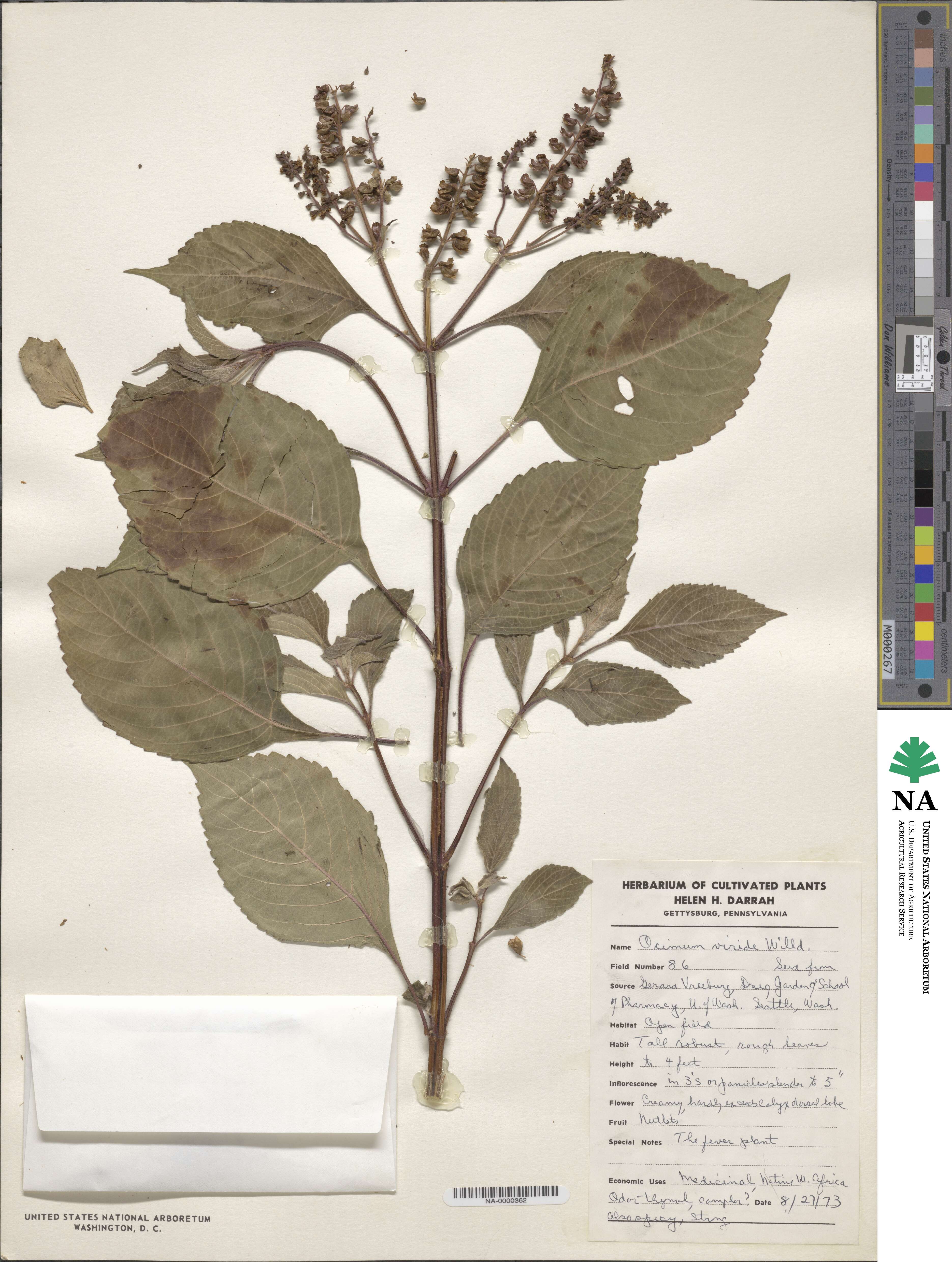 Ocimum gratissimum image