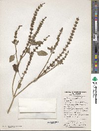 Ocimum tenuiflorum image