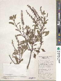 Ocimum tenuiflorum image