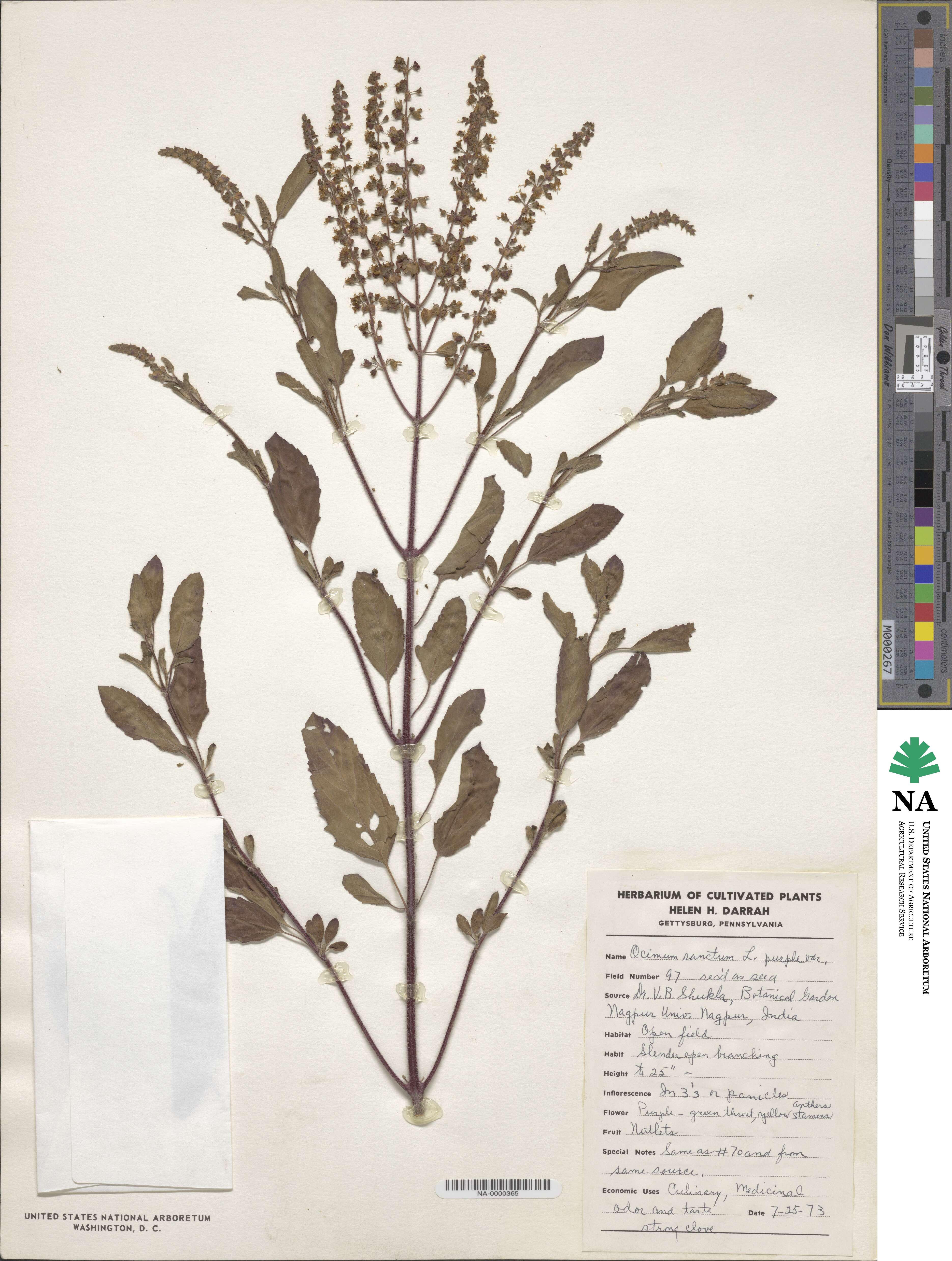 Ocimum tenuiflorum image
