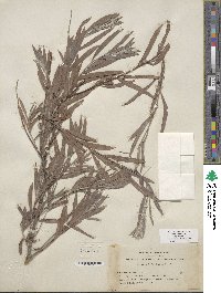 Salix exigua image