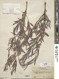 Salix exigua image
