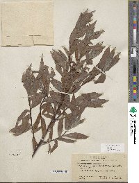 Salix sessilifolia image