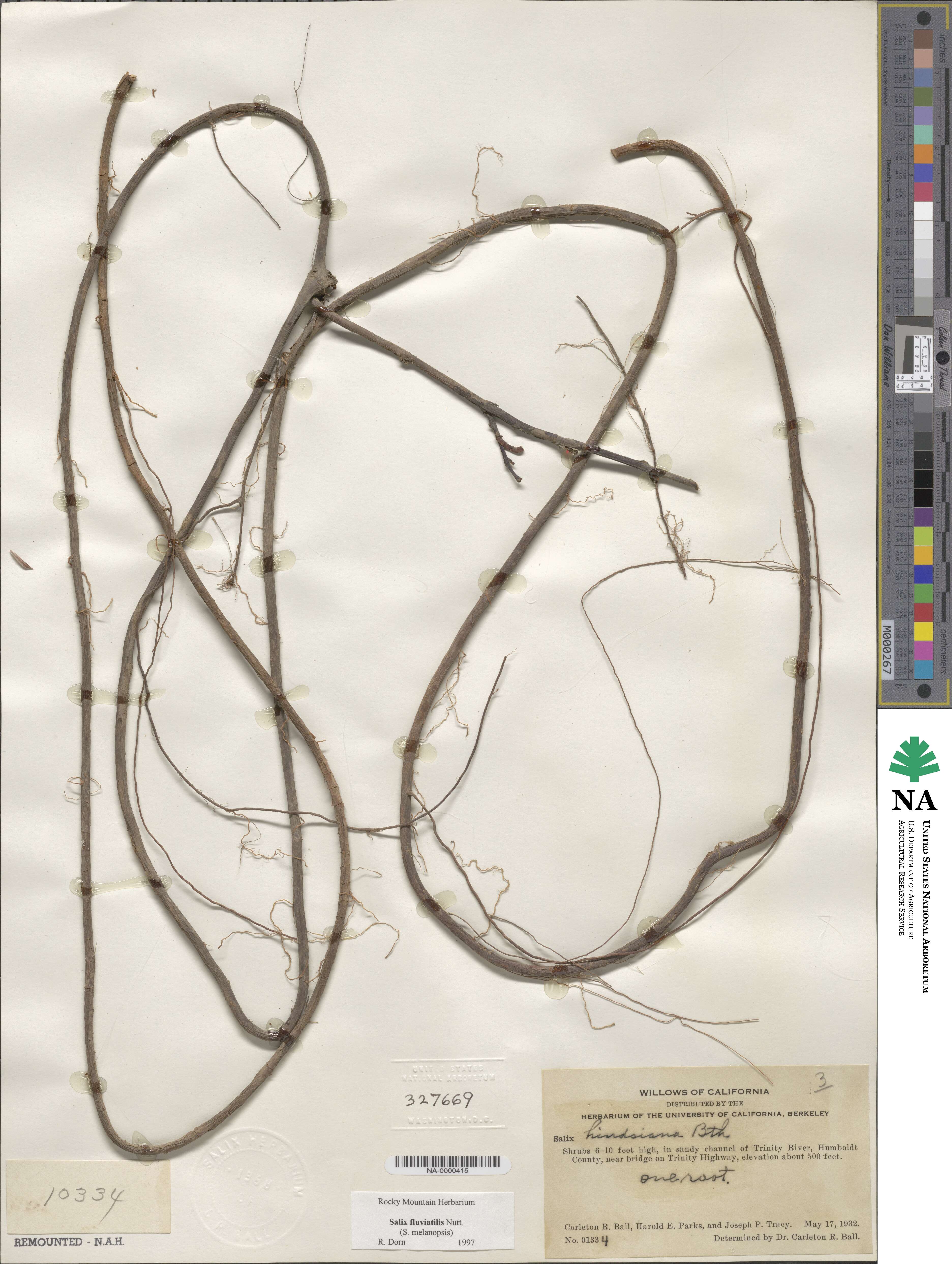 Salix sessilifolia image