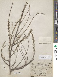 Salix exigua image