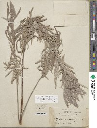 Salix exigua image