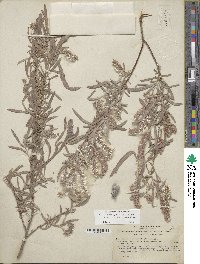 Salix exigua var. exigua image