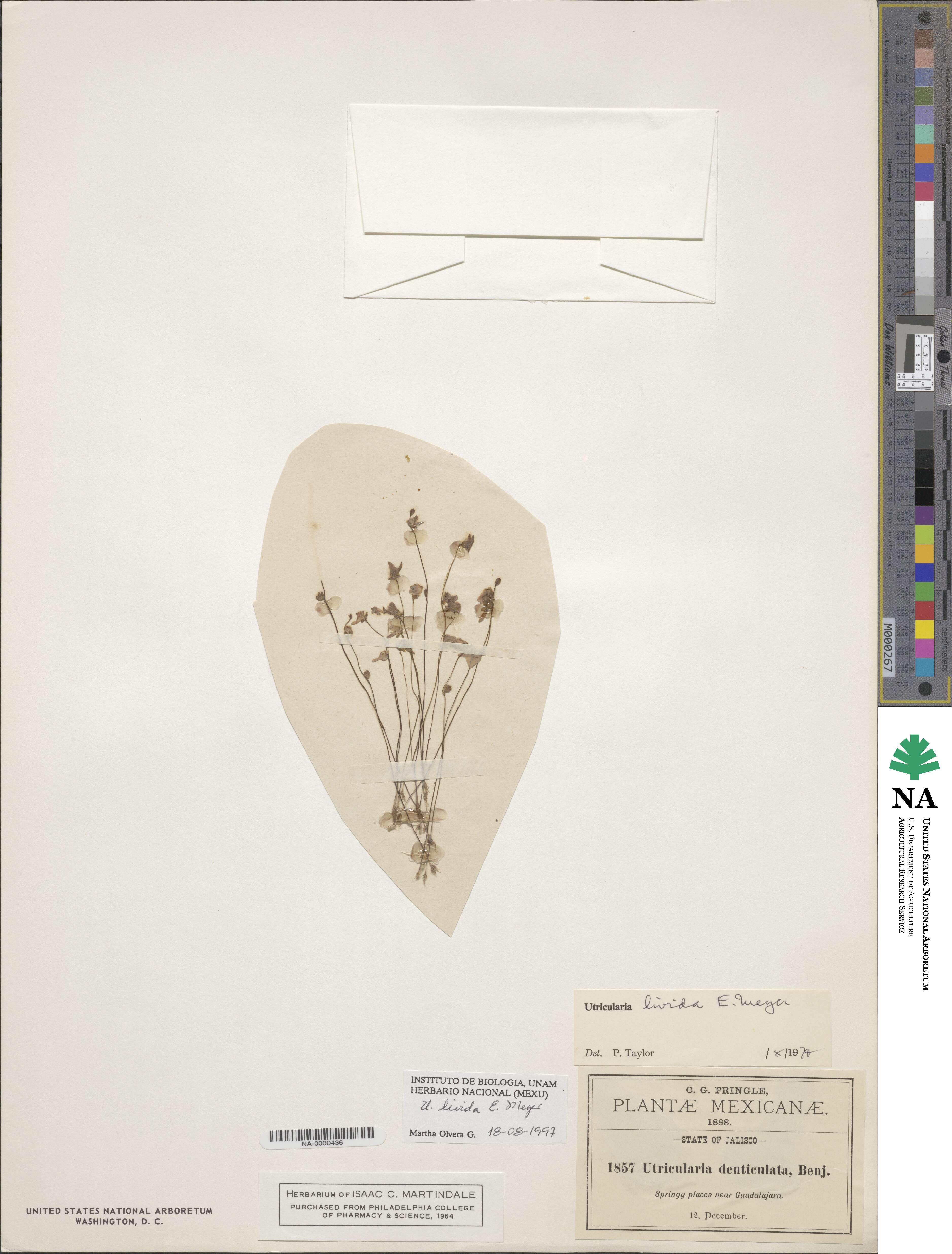 Utricularia livida image