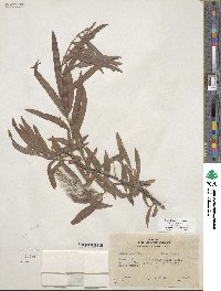 Salix exigua image