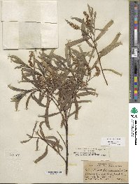 Salix sessilifolia image