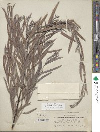 Salix exigua image