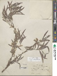 Salix exigua var. exigua image