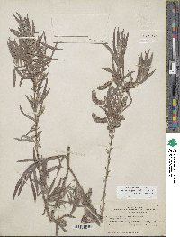 Salix exigua image