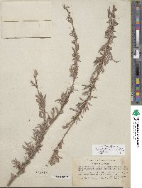 Salix exigua image